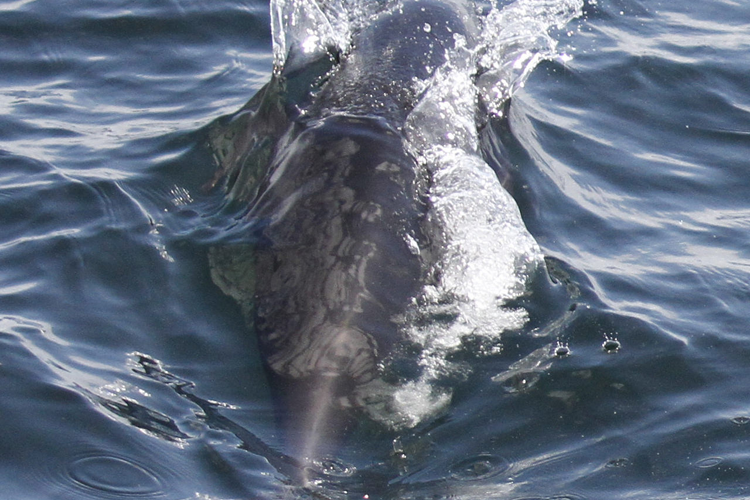 Photo of a northern right whale dolphin from above.